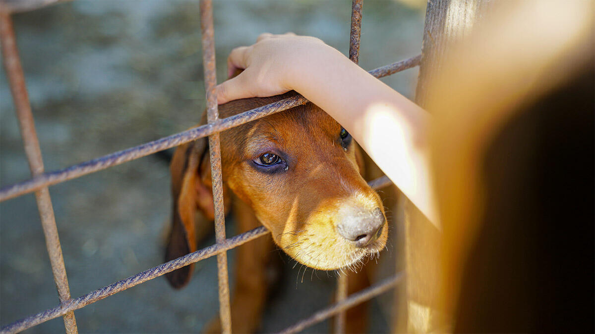 Barınaktan Köpek Sahiplenme Hakkında Bilgiler