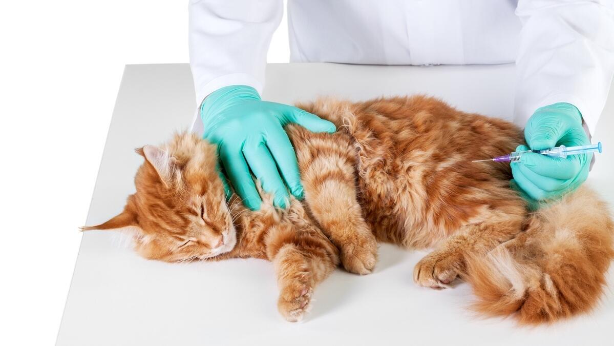 Belediye Kedi Kısırlaştırma Fiyatları (2026 Güncel)
