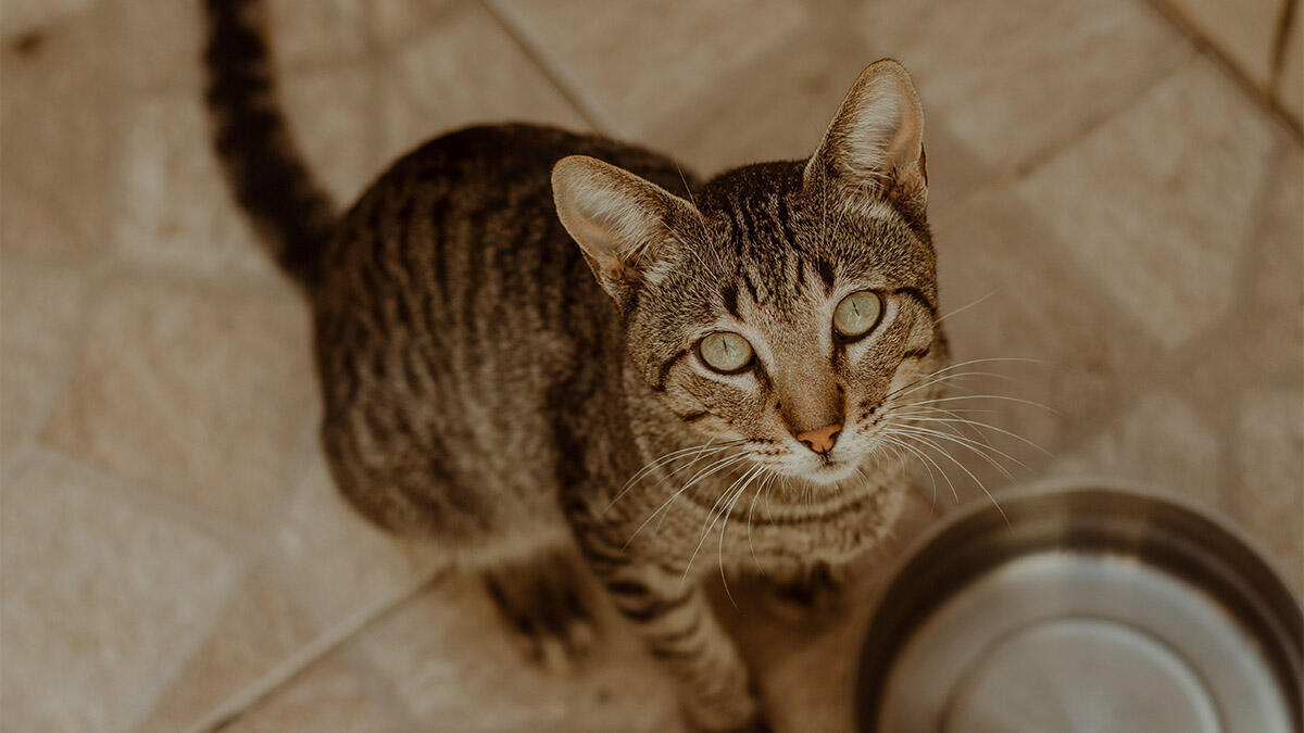 Evde Kedi Maması Yoksa Kediye Ne Verilir ?