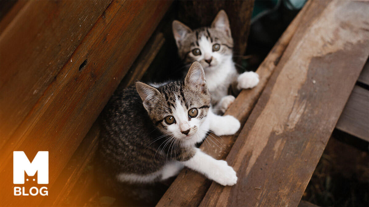 İki Kedi Birbirine Nasıl Alıştırılır?