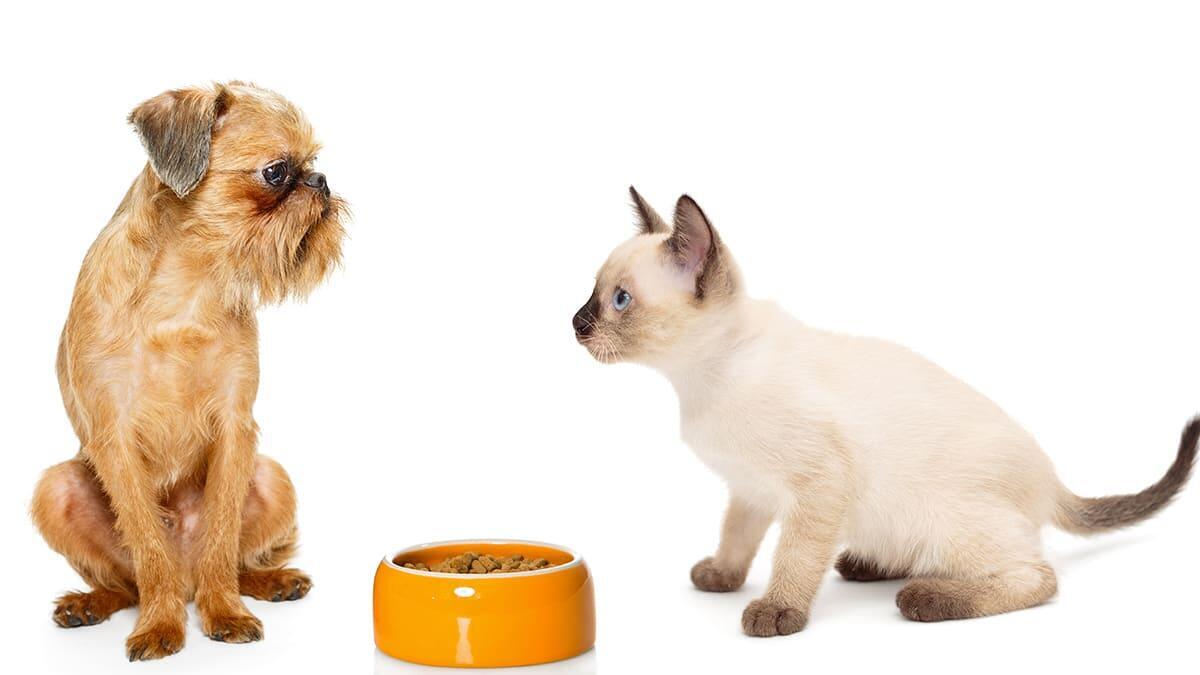 Kedi ve Köpeklerde Mama Değişimi: 7 Günlük Geçiş Rehberi