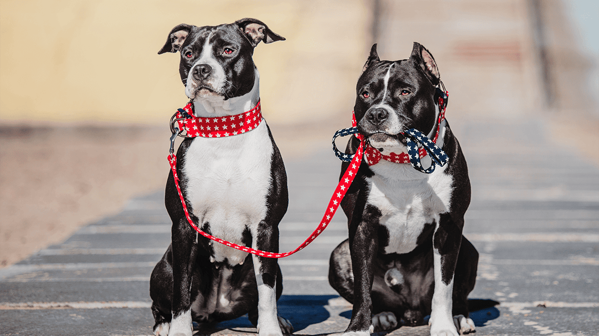 Köpeğiniz İçin Doğru Tasma Seçimi