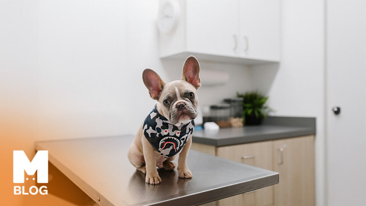 Köpek Zehirlenmesine Ne İyi Gelir?