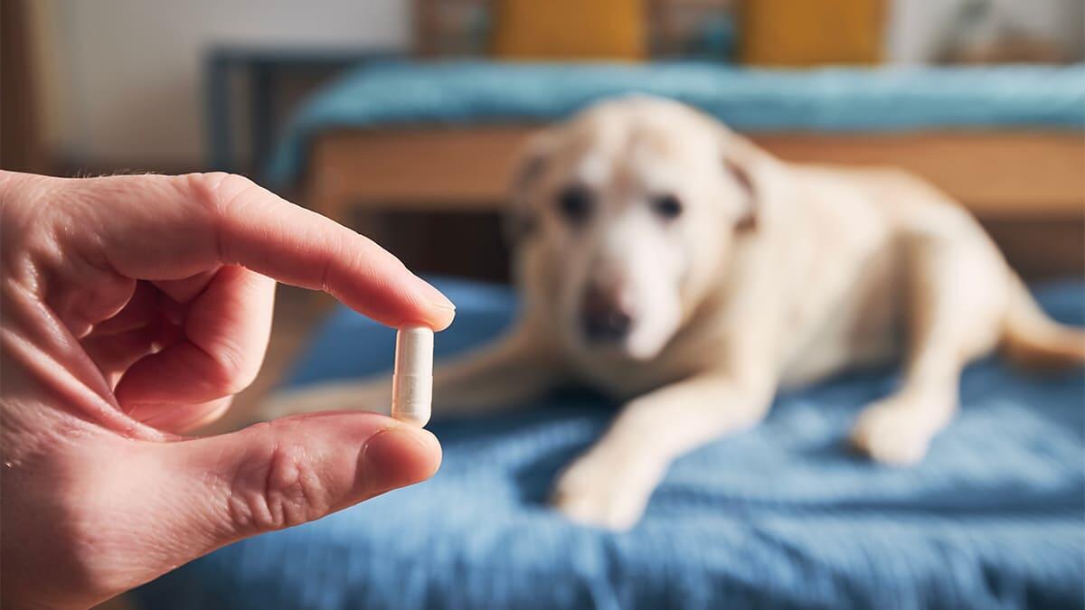 Köpeklerde Antibiyotik Kullanımı: Nelere Dikkat Edilmeli?