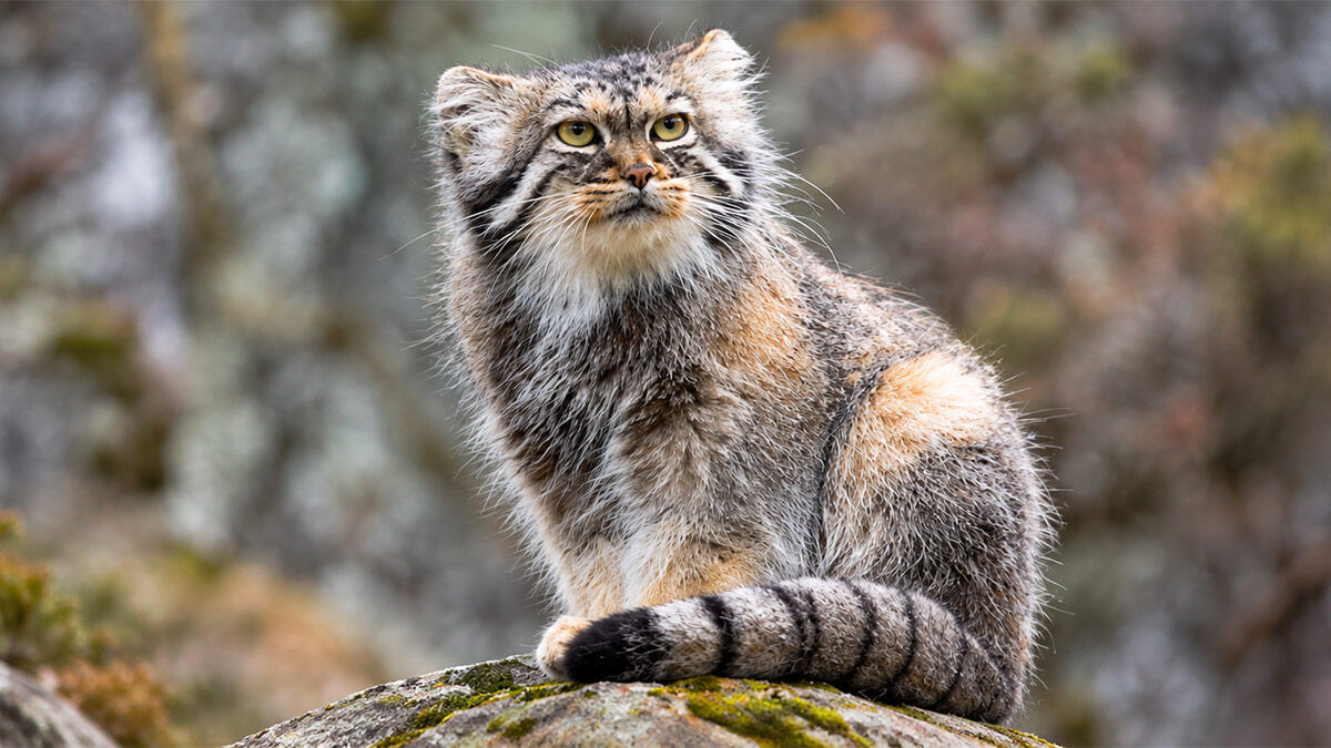 Pallas Cinsi Kedi Özellikleri ve Bakımı