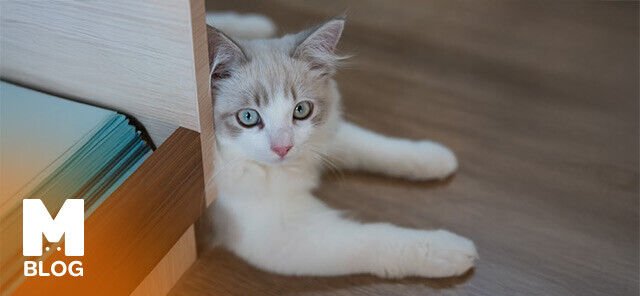 Kedi Sahiplendirme: Adım Adım Rehber