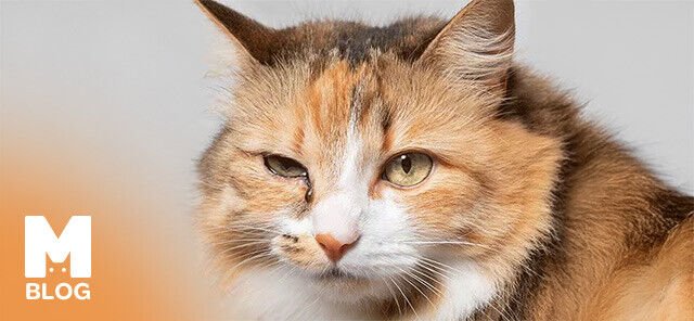 Kedilerde Kahverengi Göz Akıntısı