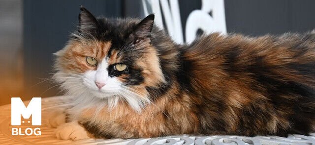 Kedilerde Kısırlaştırma Yapılmazsa Ne Olur?