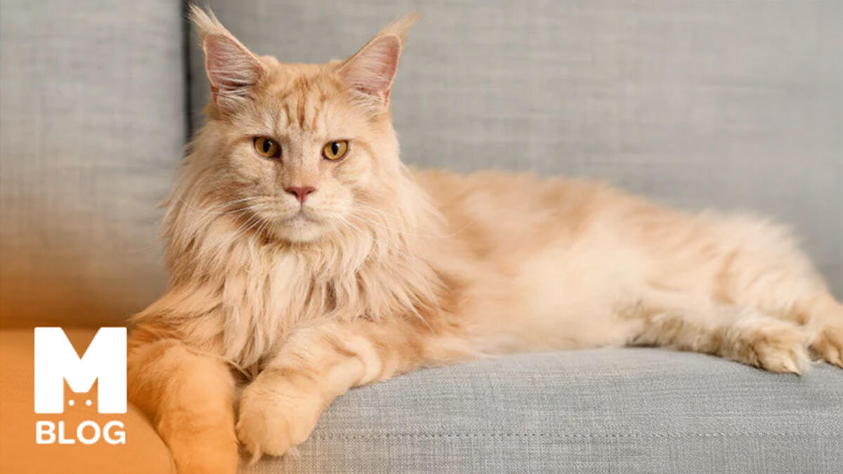 Tüy Dökülmesini Önleyici Kedi Mamalar