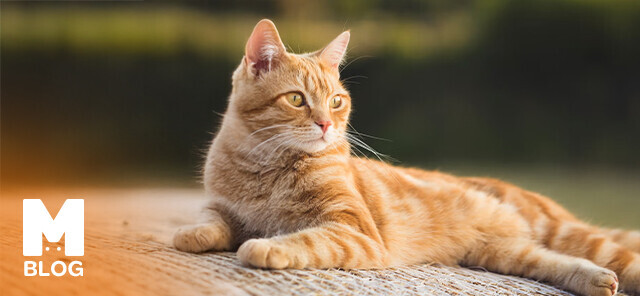 Turuncu Renk Kedi Irkları