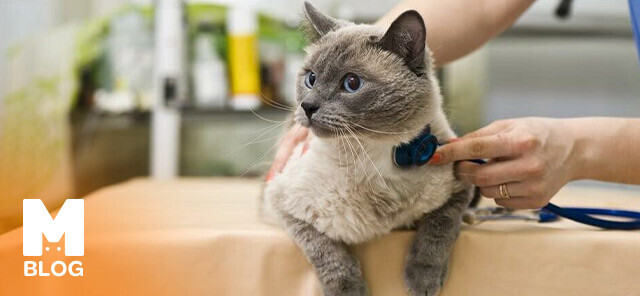 Kedilerde FIP Hastalığı