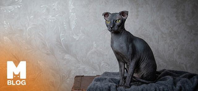 Tüysüz Kedi Cinsleri