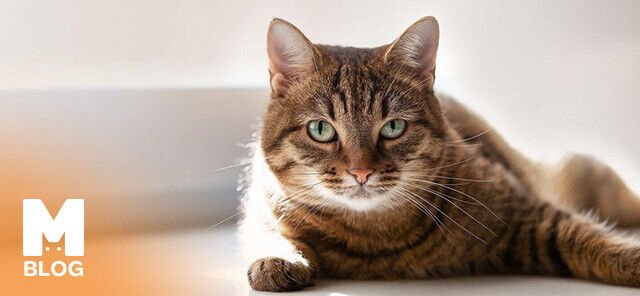 Kaplan Görünümlü Sevimli Dostlar: Toyger Irkı Kedilerin Özellikleri