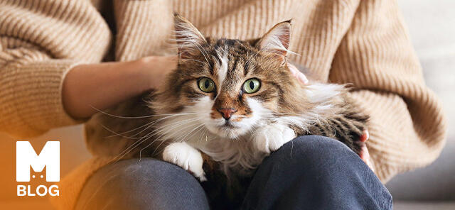 Kediler Kucağa Nasıl Alıştırılır?