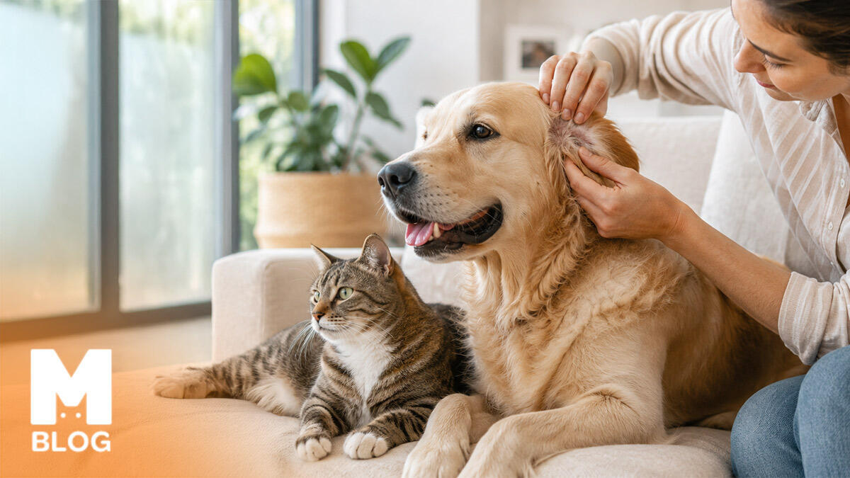 Kedi ve Köpek Kenesi Nasıl Çıkarılır?