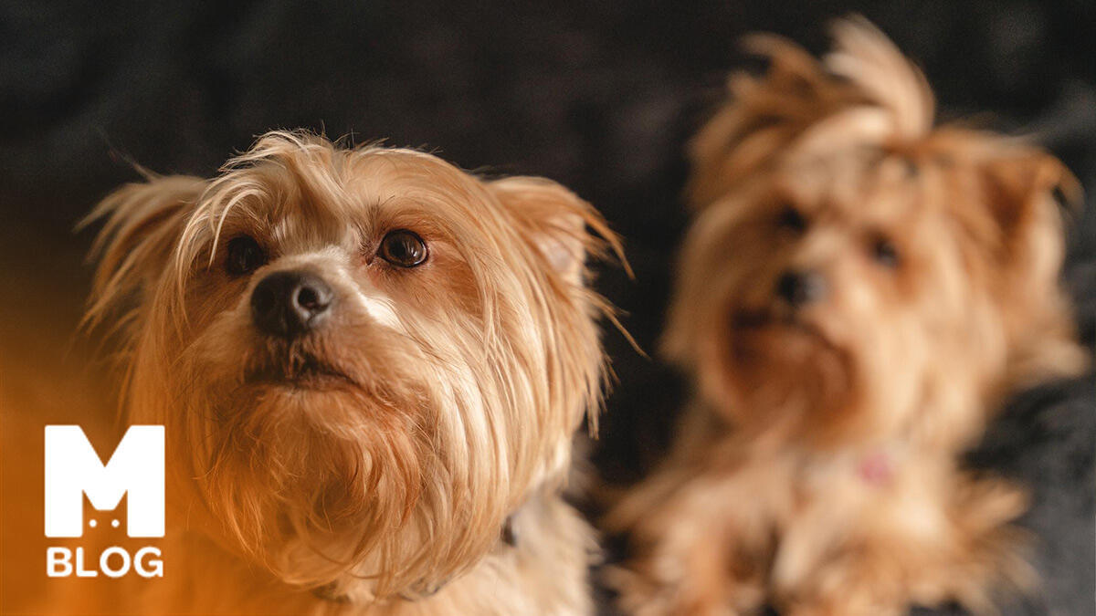 Büyümeyen Köpek Cinsleri