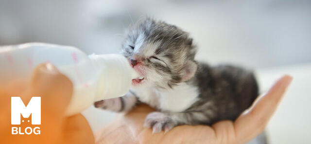 Yeni Doğmuş Kedi Nasıl Bakılır?