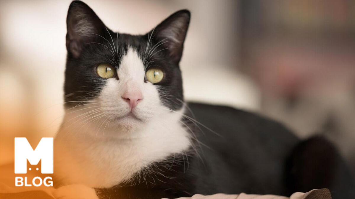 Smokin Kedisi (Tuxedo) Özellikleri ve Bakımı