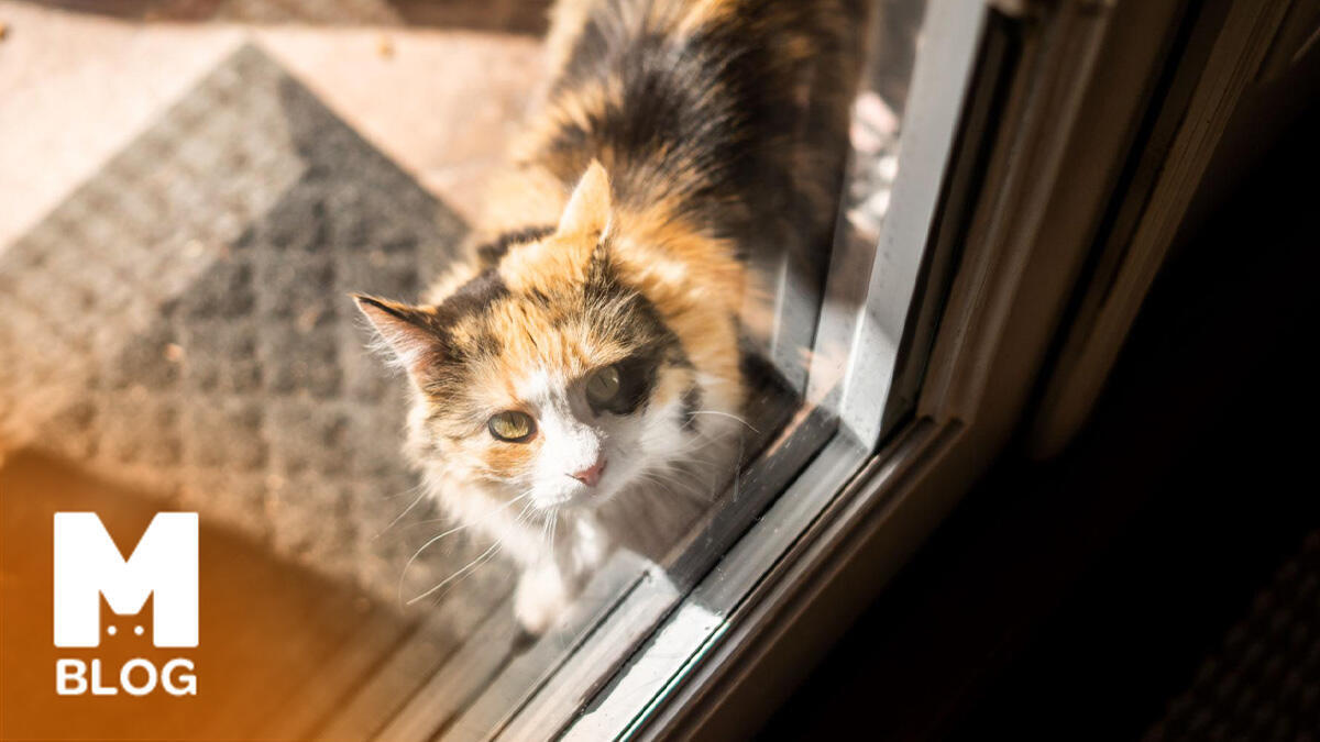 Evden Kaçan Kedi Ne Zaman Döner?