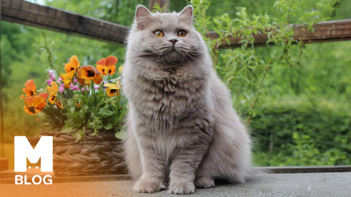 British Longhair Özellikleri ve Bakımı