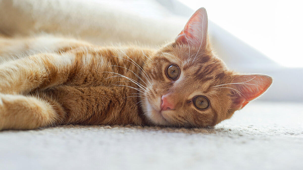 Turuncu Renk Kedi Irkları