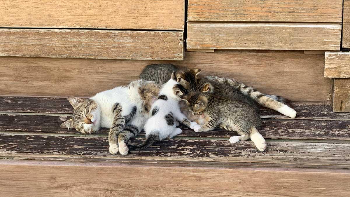 Yavru Kedi Annesinden Ne Zaman Ayrılır?