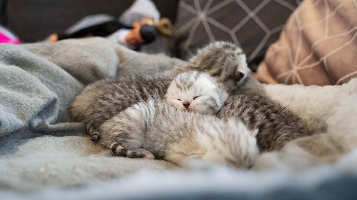 Yeni Doğmuş Kedi Nasıl Bakılır?