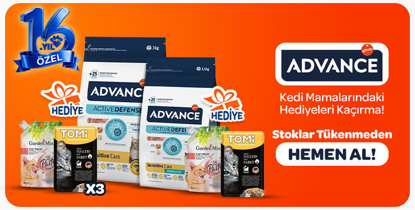 Advance kedi
