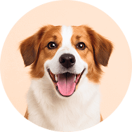 Köpek Maması
