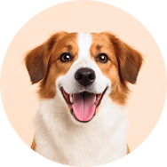Köpek Maması