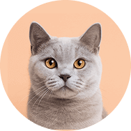 Kedi Maması