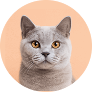 Kedi Maması