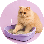 Kedi Kumu