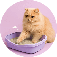 Kedi Kumu