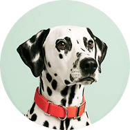 Köpek Tasmaları