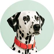 Köpek Tasmaları