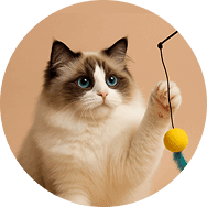 Kedi Oyuncakları