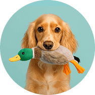 Köpek Oyuncakları