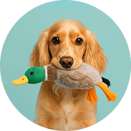 Köpek Oyuncakları