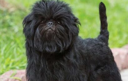 Affenpinscher Köpek Cinsi Özellikleri ve Bakımı