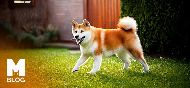 Akita Köpek Irkı Özellikleri, Bakımı ve Beslenmesi