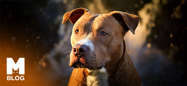 American Pitbull Terrier Köpek Irkı Özellikleri ve Bakımı