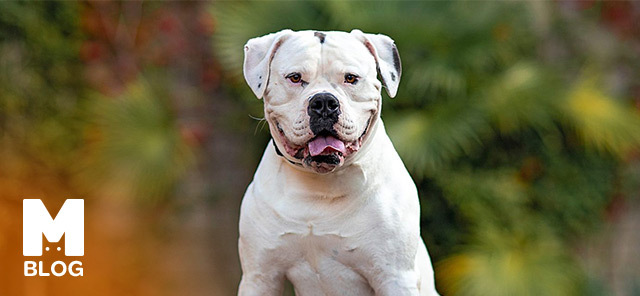 Amerikan Bulldog Özellikleri ve Bakımı