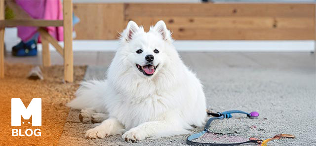 Amerikan Eskimo Köpeği Irk Özellikleri, Bakım ve Beslenmesi