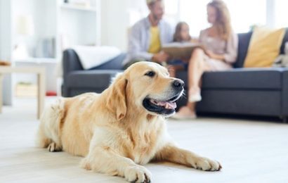 Apartmanda Köpek Besleme Kuralları