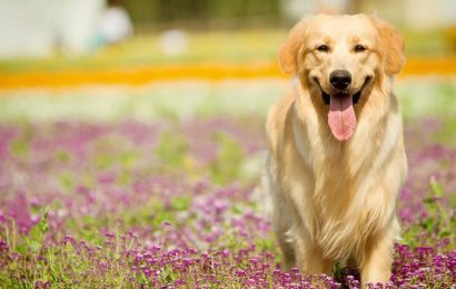 Bahçede Köpek Beslemenin Püf Noktaları