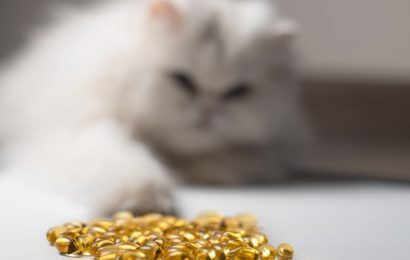 Balık Yağının Kedilere Faydaları