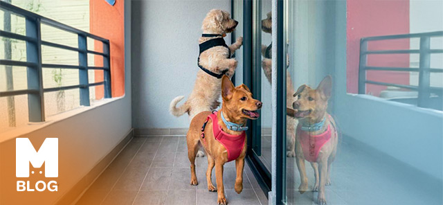 Balkonda Köpek Beslenir mi? Balkonda Köpek Beslemenin Artıları ve Eksileri