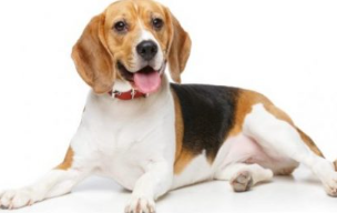 Beagle Irkı ve Özelllikleri