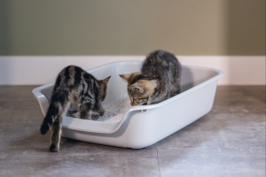 Beeztees Açık Yavru Kedi Tuvaleti, Gri, 56x39x13cm - 2